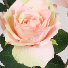 Rose spray