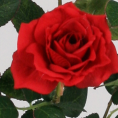 Rose spray
