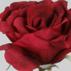 [7113] Rose (Alternative 2)