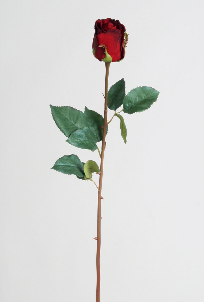 Rose dutchess