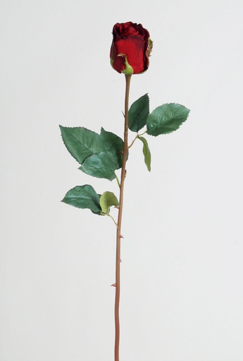 Rose dutchess