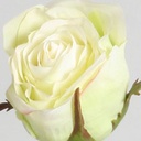 [4419] Rose dutchess (Alternative 2)