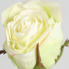 Rose dutchess