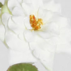 Rose mini