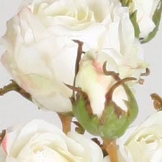 Rose pick