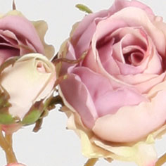 Rose pick