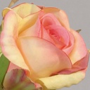 [9191] rose (Alternative 2)