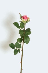 [9323] rose (Alternative 1)