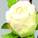 [9714] rose (Alternative 3)