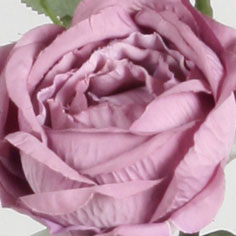 [7135] rose (Alternative 4)