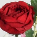 [7136] rose (Alternative 5)