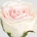 [7123] rose (Alternative 2)