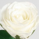 [7124] rose (Alternative 3)