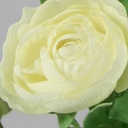 [7055] Ranunculus bush (Alternative 2)