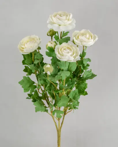 Ranunculus bush