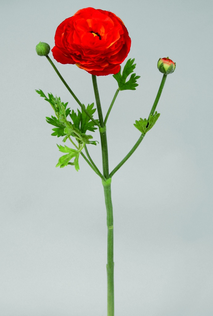 Ranunculus