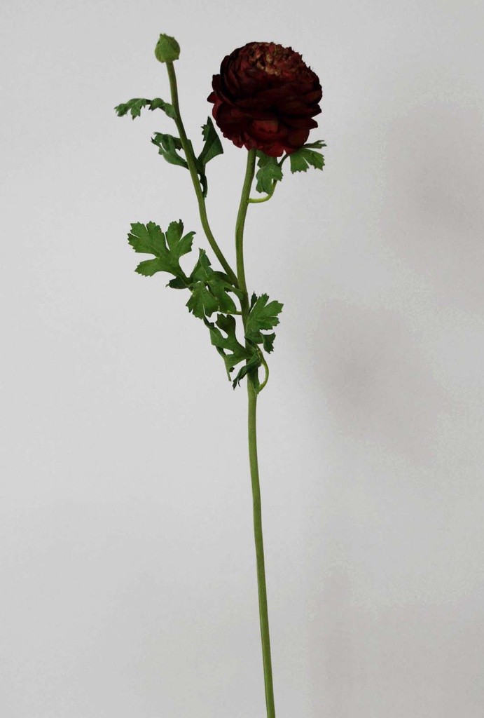 Ranunculus