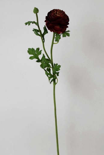 Ranunculus