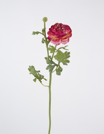 Ranunculus