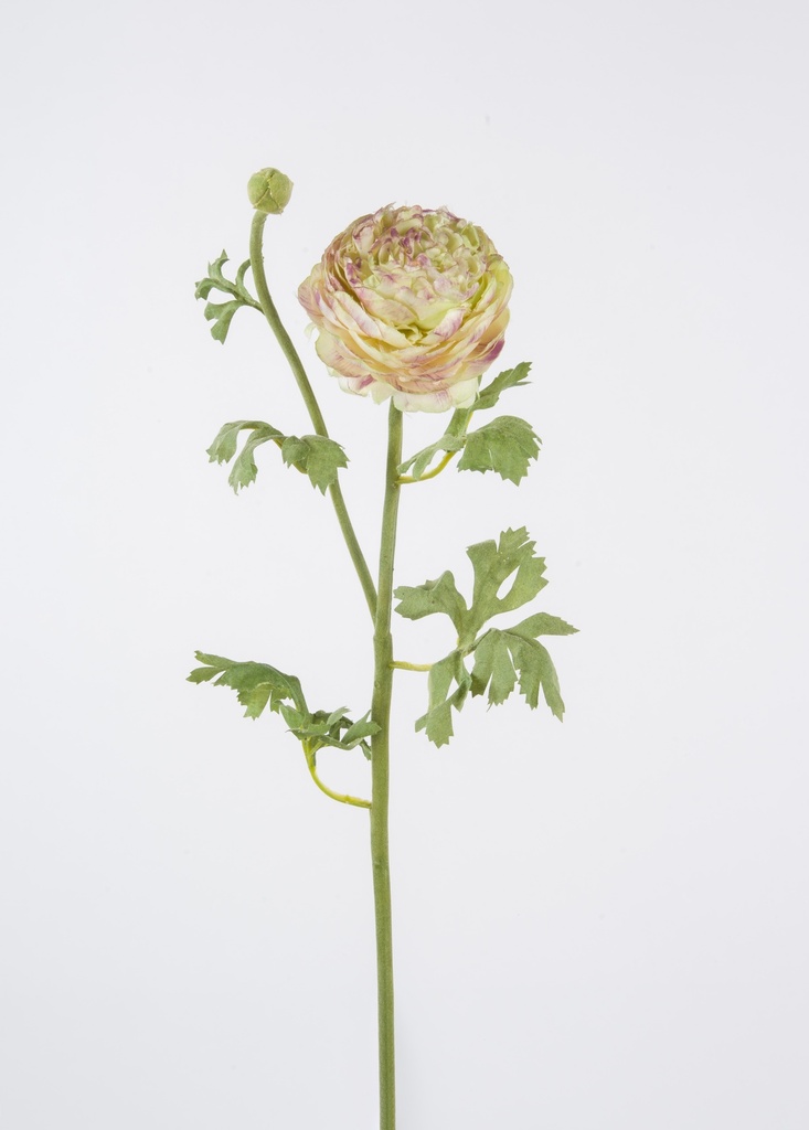 Ranunculus