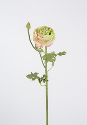 [4403] Ranunculus (Alternative 4)
