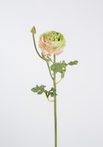 Ranunculus