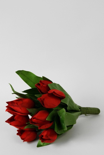 Tulip Bundle