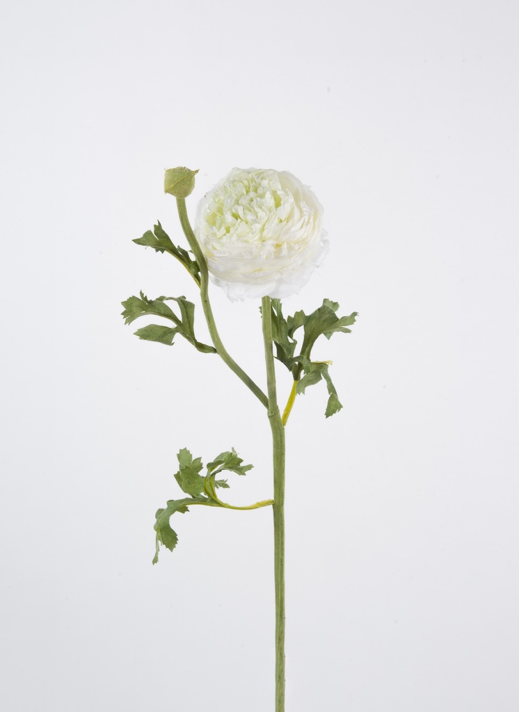 Ranunculus