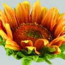 [9947] Sunflower (Alternative 1)