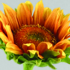 [9947] Sunflower (Alternative 1)