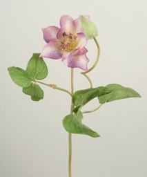 [9719] Clematis (Alternative 1)