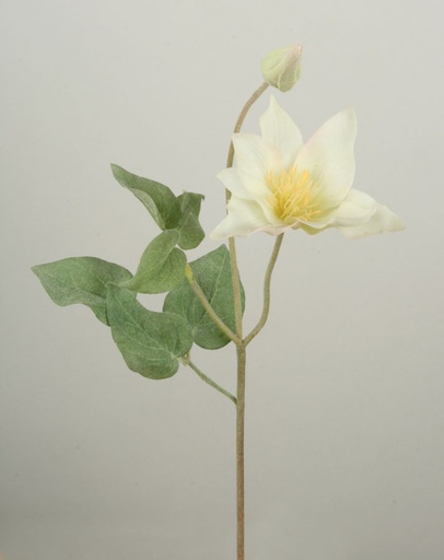 Clematis