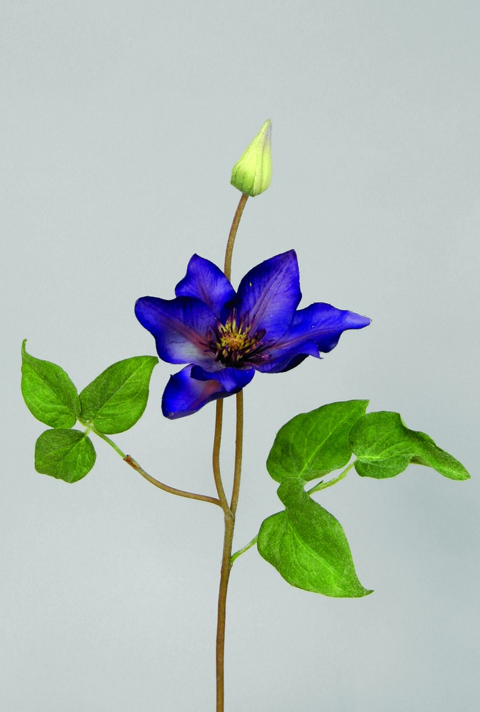 Clematis