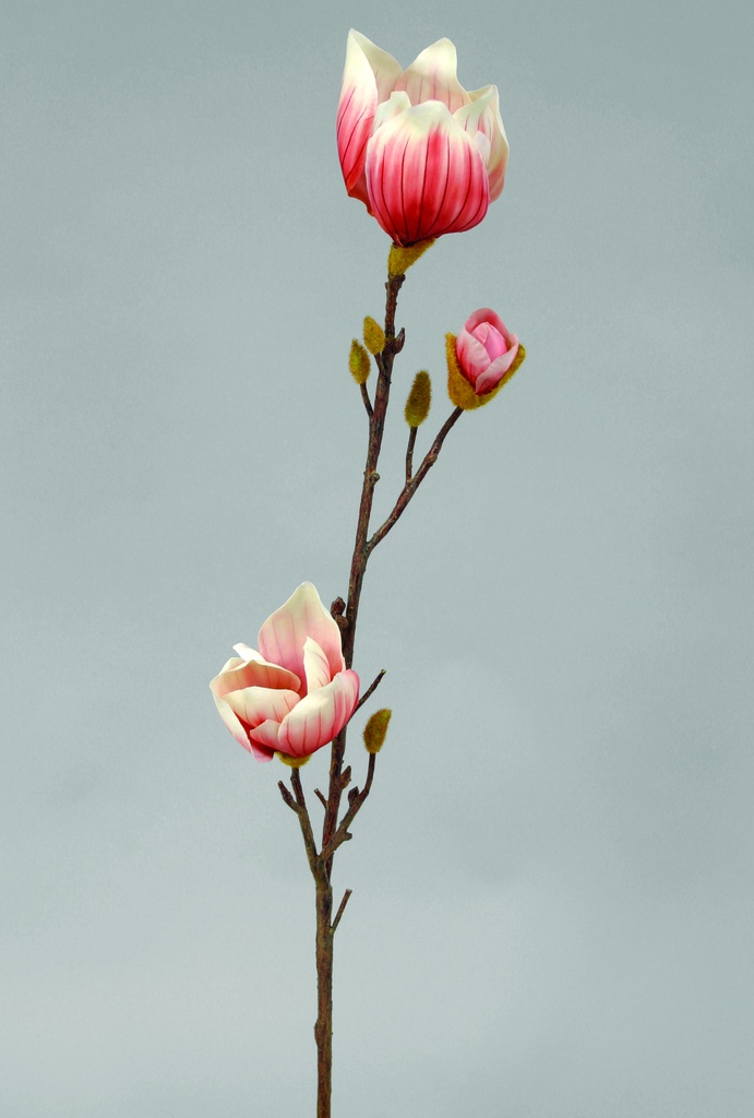 Magnolia