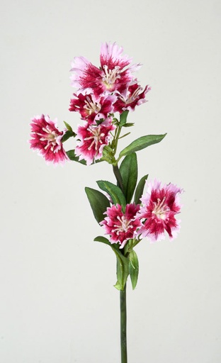 Dianthus spray