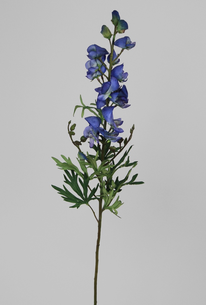 Delphinum
