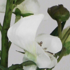 Delphinum