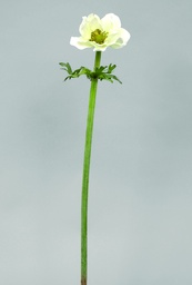 [9798] Anemone (Alternative 1)