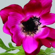 Anemone