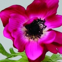 [9799] Anemone (Alternative 2)