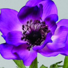 [9800] Anemone (Alternative 3)