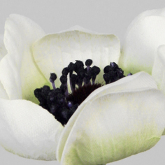 Anemone