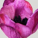 [5481] Anemone (Alternative 3)