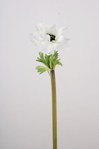 Anemone