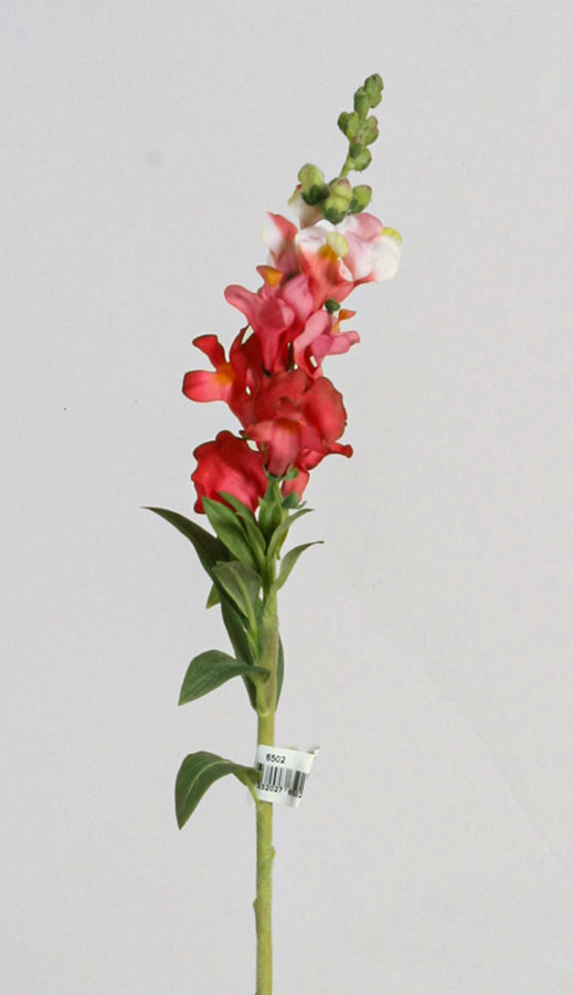 Snap dragon