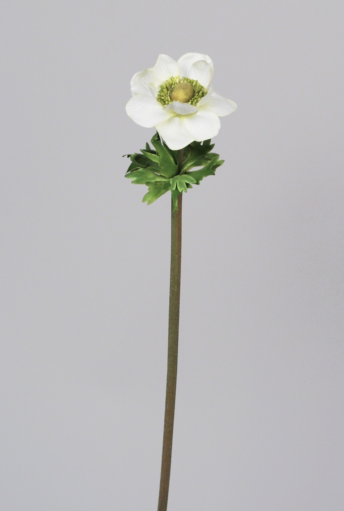 Anemone