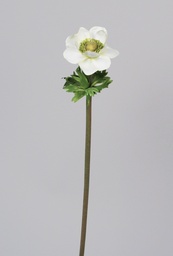 [6821] Anemone (Alternative 1)