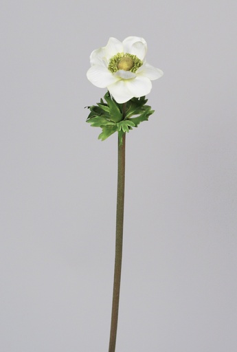 Anemone