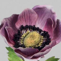 [6822] Anemone (Alternative 2)