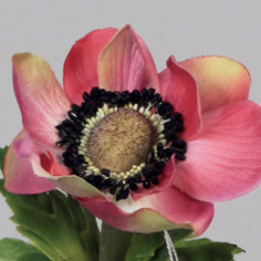Anemone